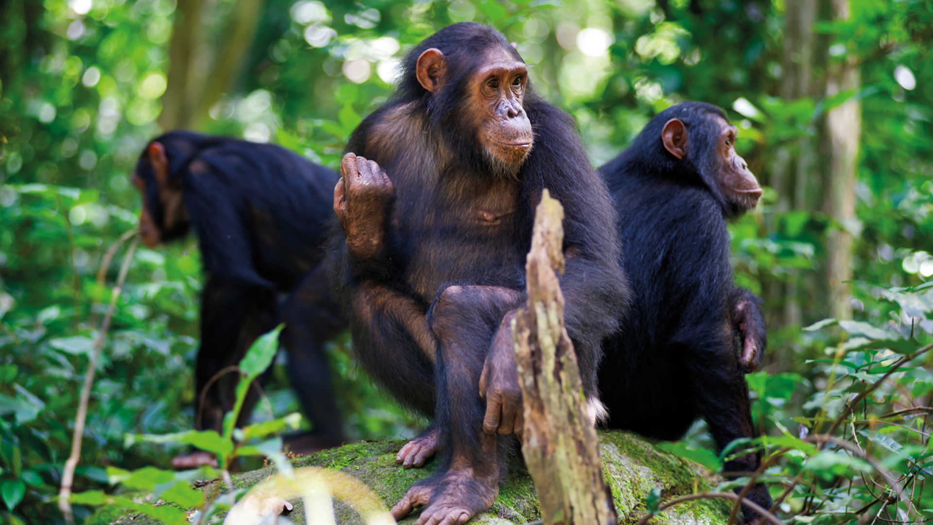 Luxury Nyungwe Forest Chimpanzee Safari