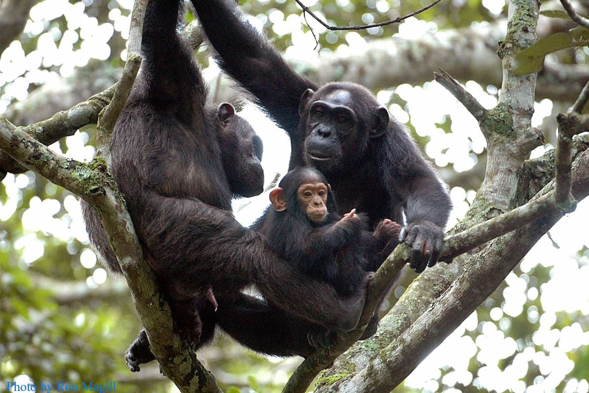 Chimpanzee Tracking Experience in Nyungwe Forest
