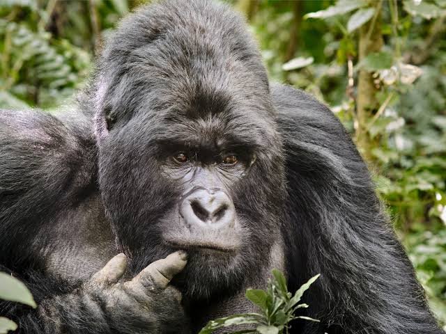 Luxury Experience for Gorilla Trekking in Congo