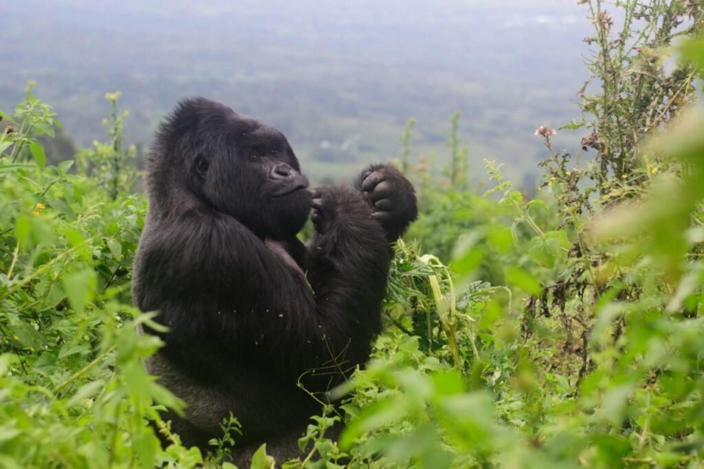 8 Days Luxury Rwanda Gorilla Trekking Wildlife Safari