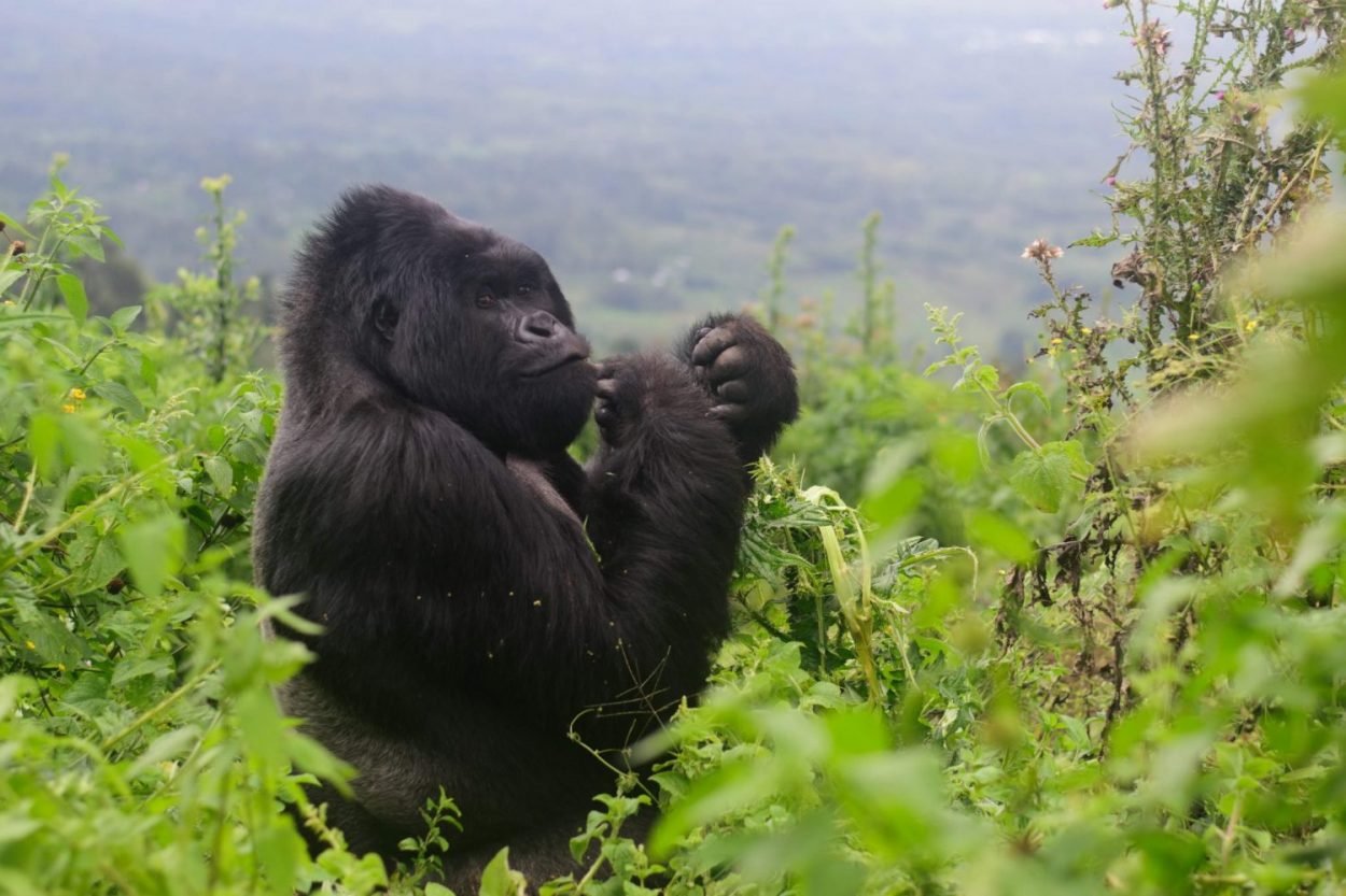 Luxury Experience for Gorilla Trekking in Congo