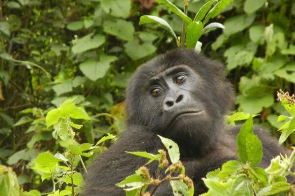 Luxury Experience for Gorilla Trekking in Congo
