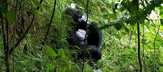 Nyiragongo Gorilla Safari Luxury Experience