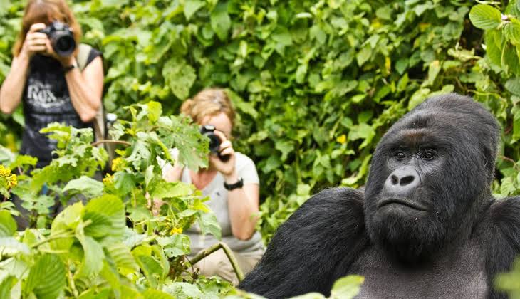 Virunga Gorilla Trekking Luxury Experience