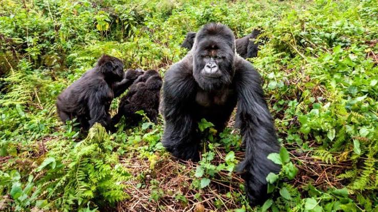 Exclusive Gorilla Trekking Experience Virunga