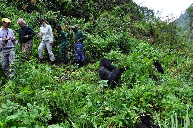 Luxury Experience in Virunga Gorilla Trekking