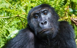 Best Luxury Gorilla Safari Deals