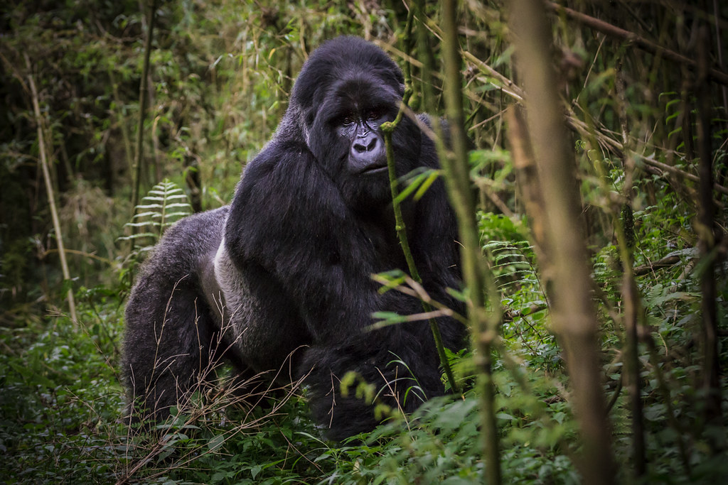 Luxury Gorilla Safari Deals