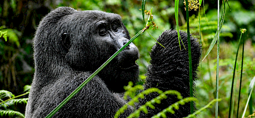 Luxury Gorilla Safari Deals