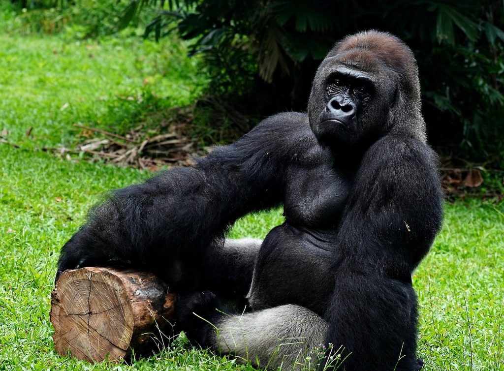 Luxury Gorilla Safari Deals in Rwanda