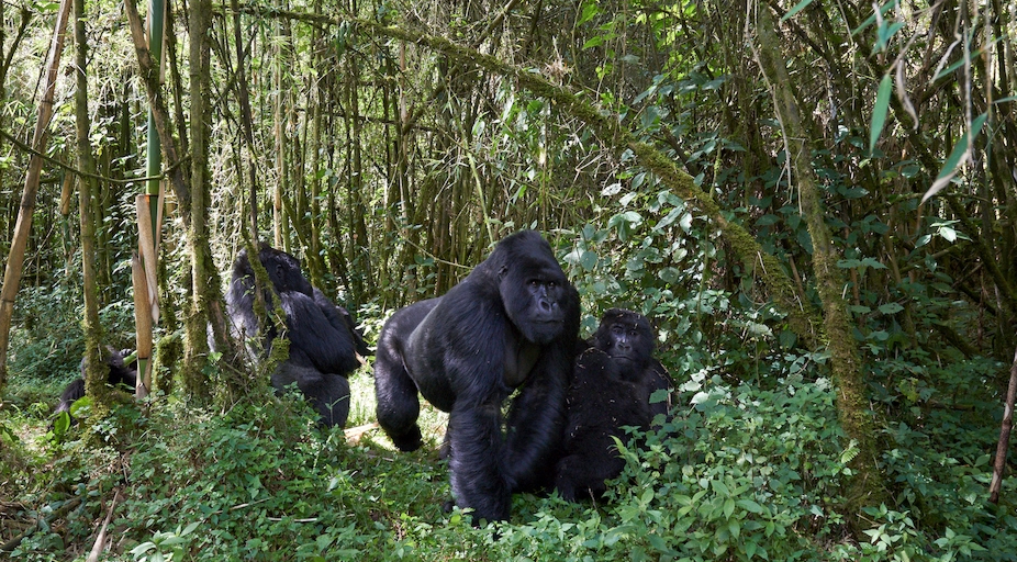 Luxury Gorilla Safari Discounts Rwanda