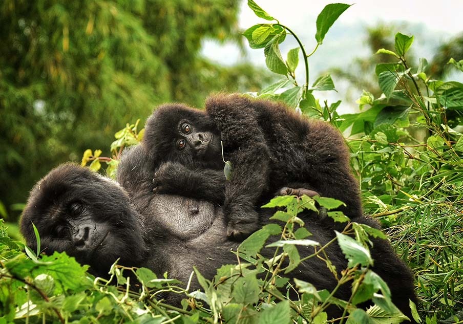 Luxury Gorilla Safari Discounts in Rwanda