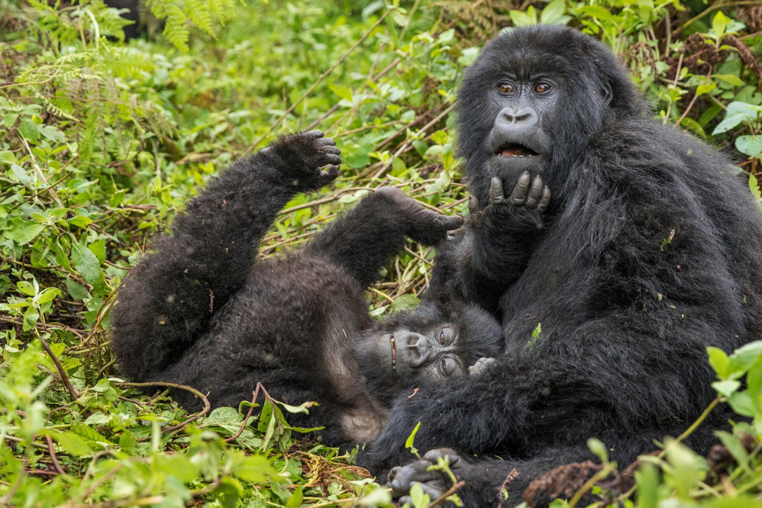 Luxury Gorilla Safari Discounts Uganda