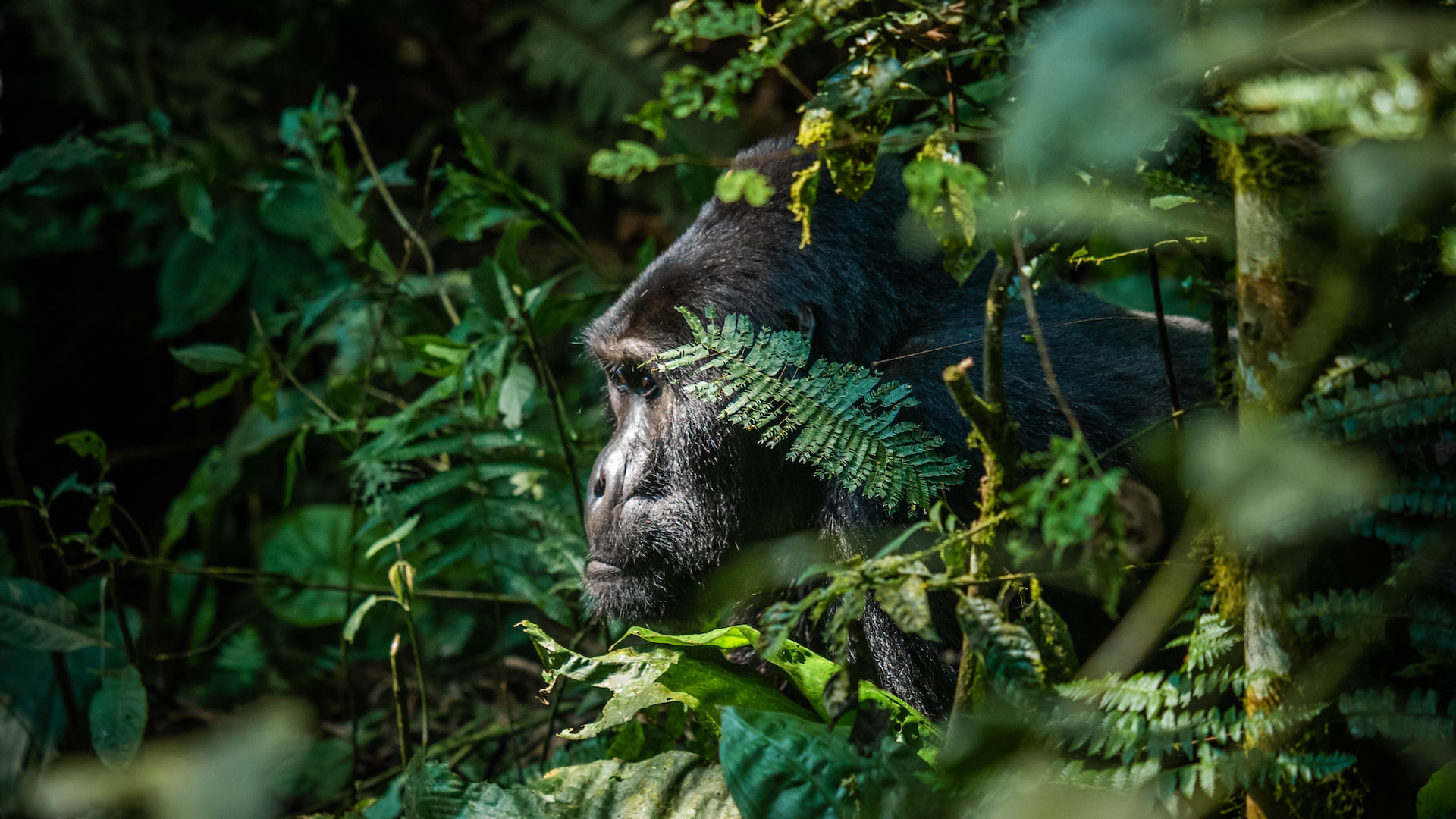 Luxury Gorilla Safari Discounts in Uganda
