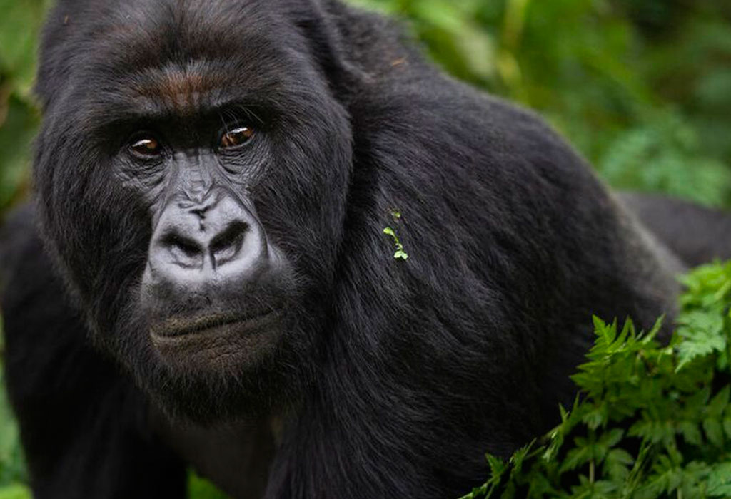Luxury Gorilla Safaris for Photographers