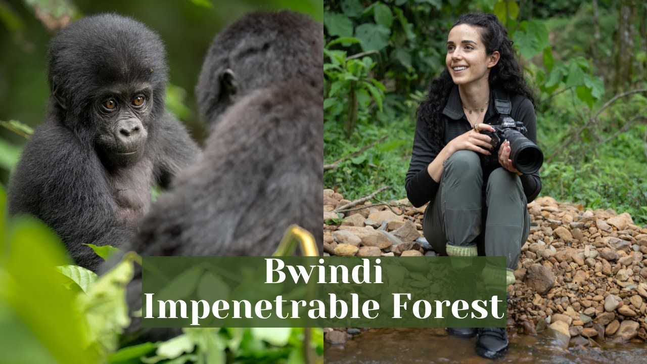 Bwindi Luxury Gorilla Photography Experience