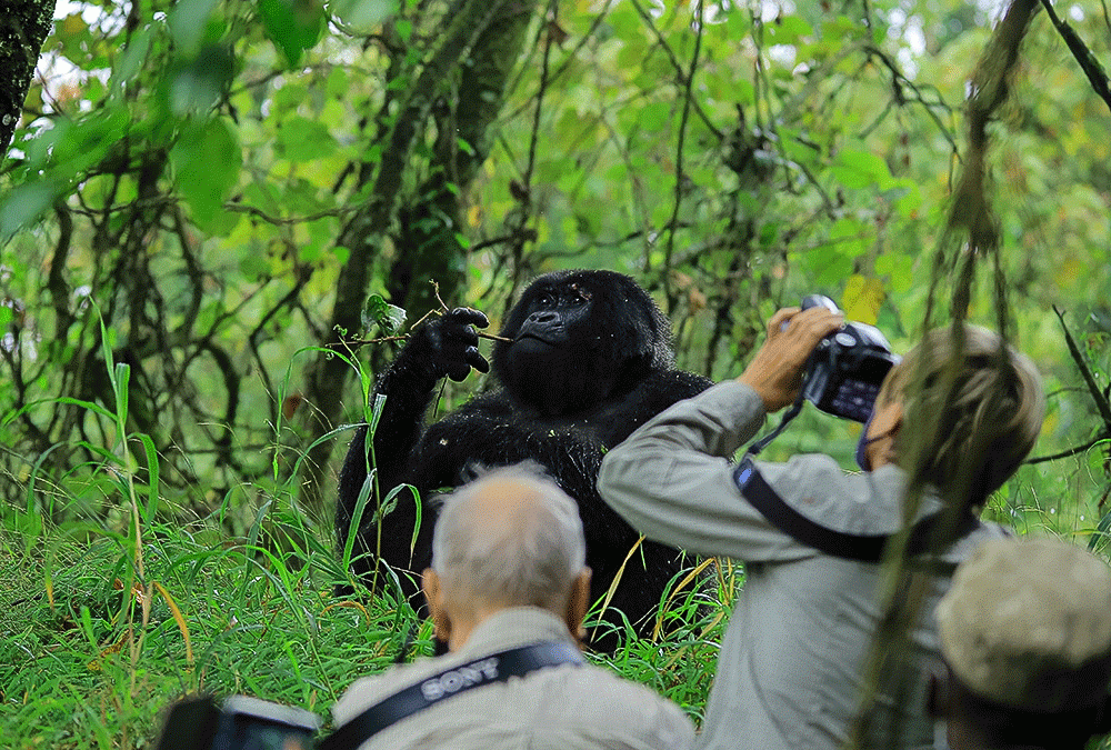 Professional Gorilla Photography Safari
