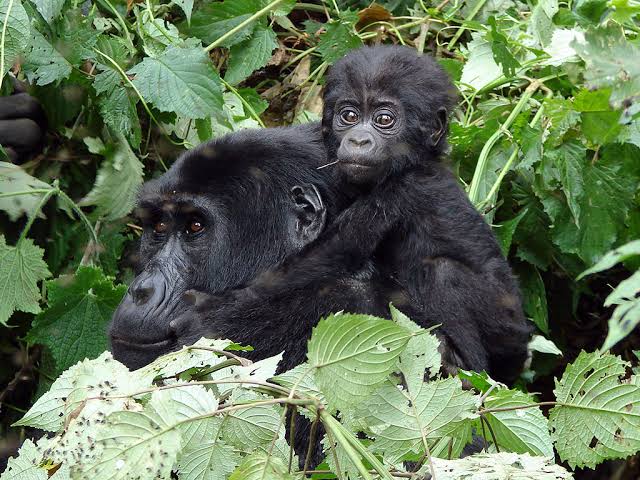 Luxury Gorilla Trekking Permits Availability