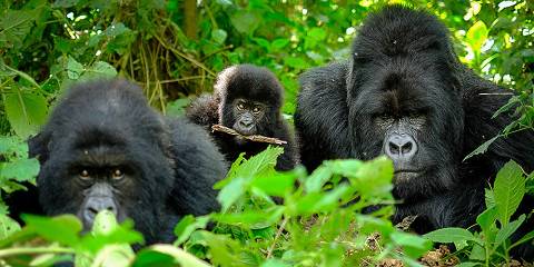 Luxury Gorilla Trekking Experience