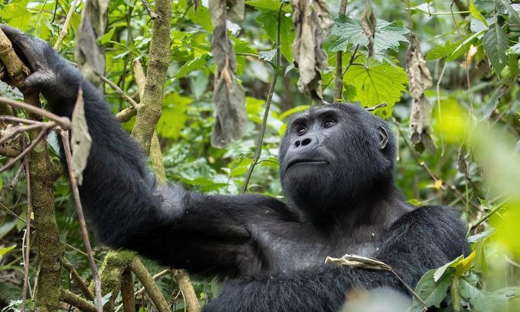Luxury Gorilla Trekking Availability