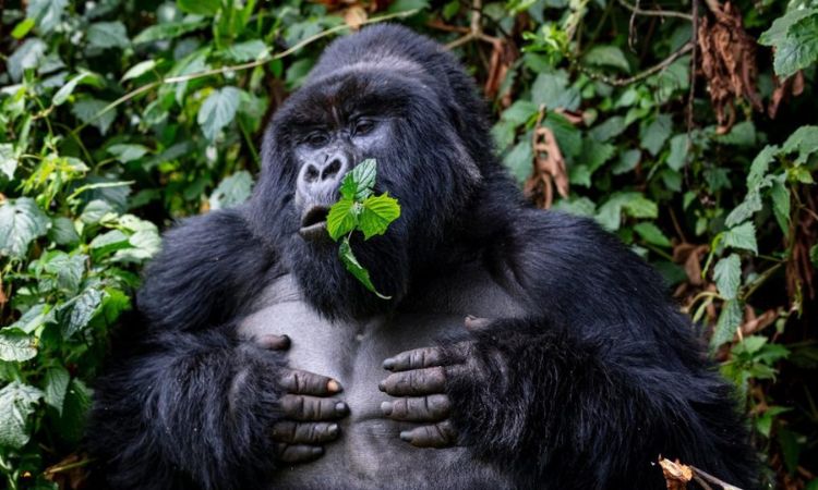 Luxury Gorilla Trekking Uganda Safari