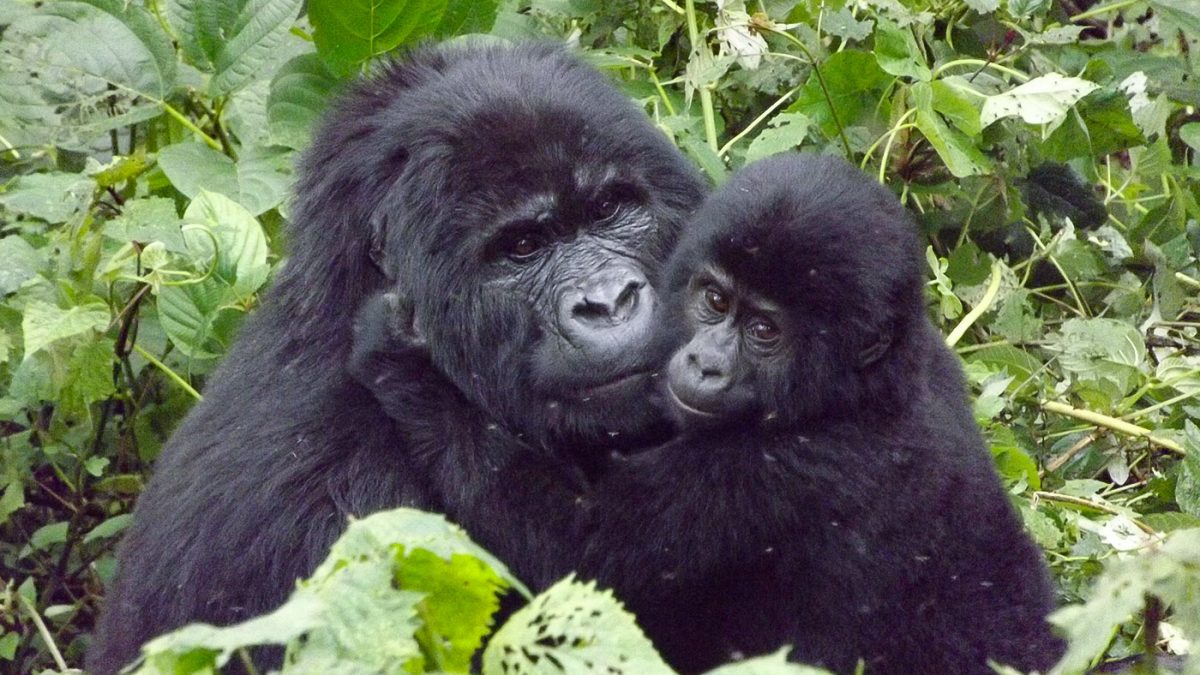 Luxury Gorilla Trekking and Botswana Safari