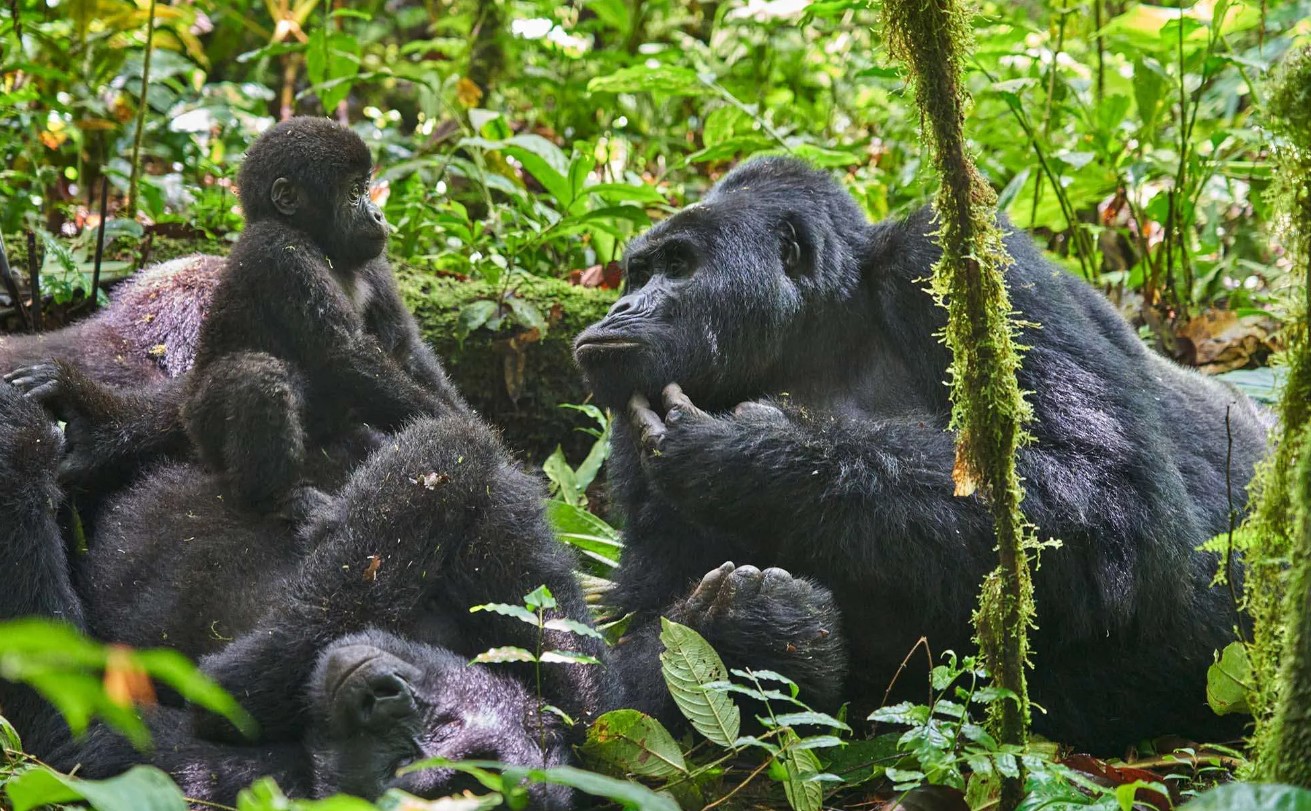Luxury Gorilla Trekking and Kenya Safari
