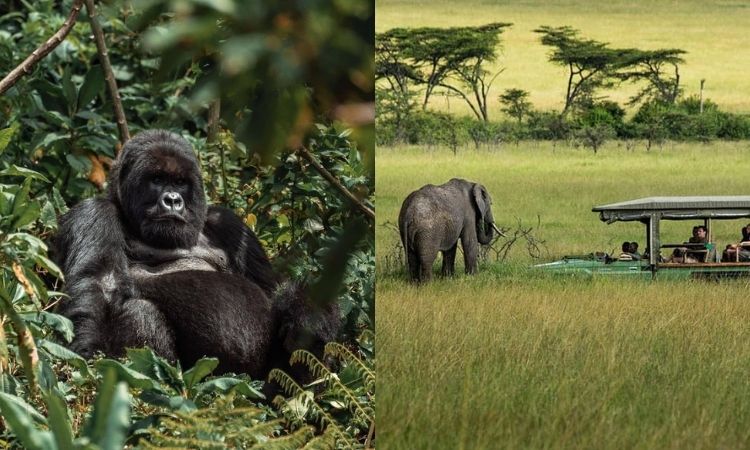 Luxury Gorilla Trekking and Kenya Safari