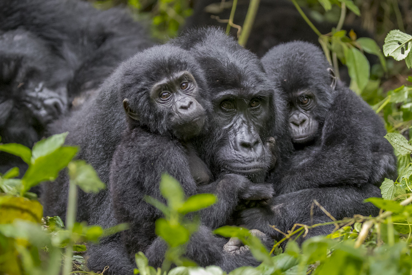 Luxury Honeymoon Gorilla Safari Experience