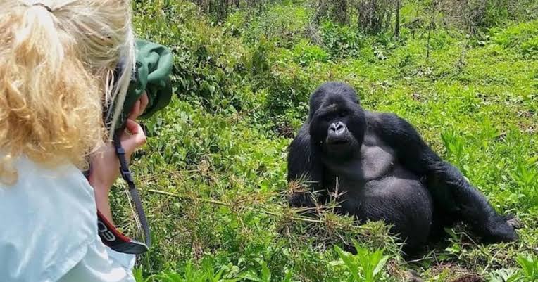 Congo Gorilla Trekking Experience