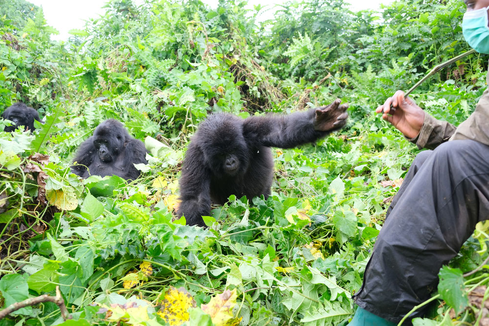Virunga Gorilla Trekking Safari Congo