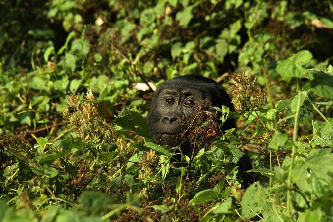 Luxury Gorilla Trekking in Congo