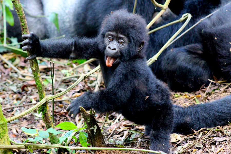 Luxury Gorilla Trekking vs Standard Gorilla Trekking