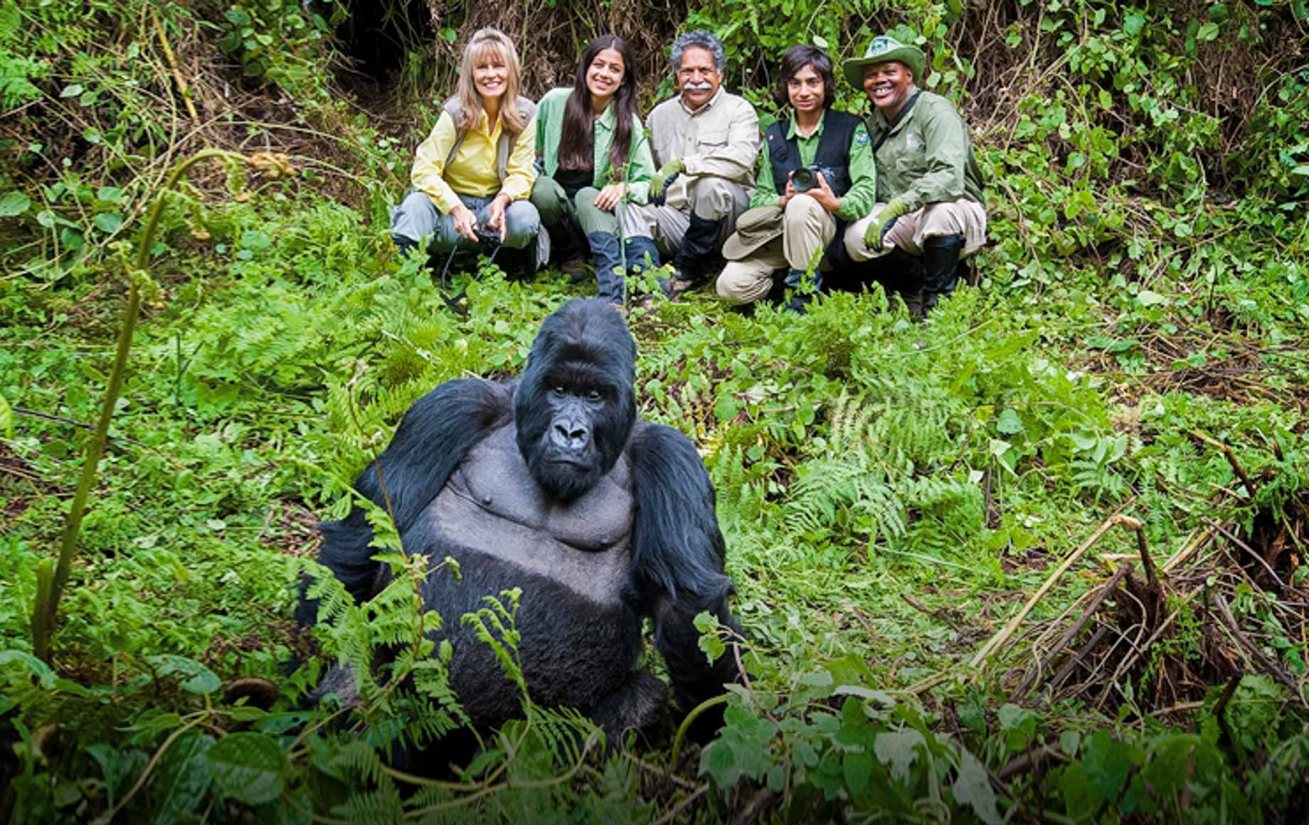 Standard and Luxury Gorilla Trekking Comparison