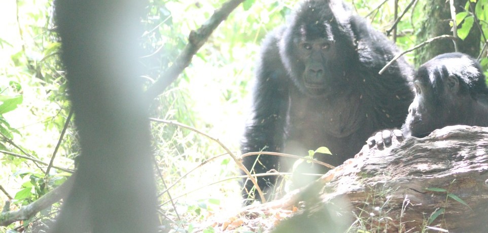 Luxury Gorilla Trekking Experience