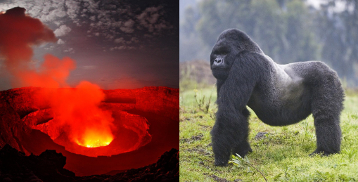 Nyiragongo Volcano and Gorilla Trekking Experience