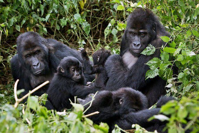 Luxury Congo Gorilla and Volcano Safari Adventure