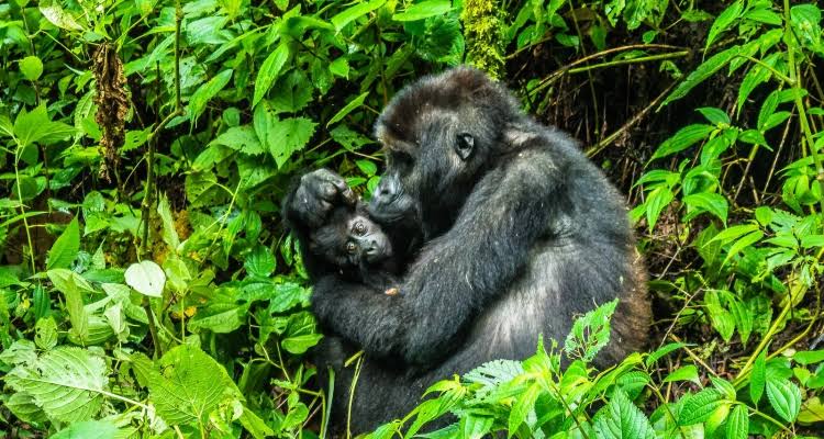 Luxury Nyiragongo and Gorilla Safari