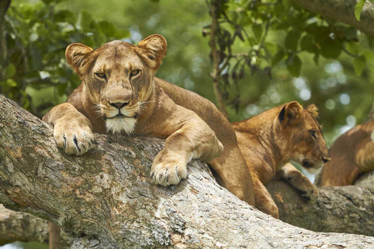 Luxury Wildlife Adventure in Queen Elizabeth National Park