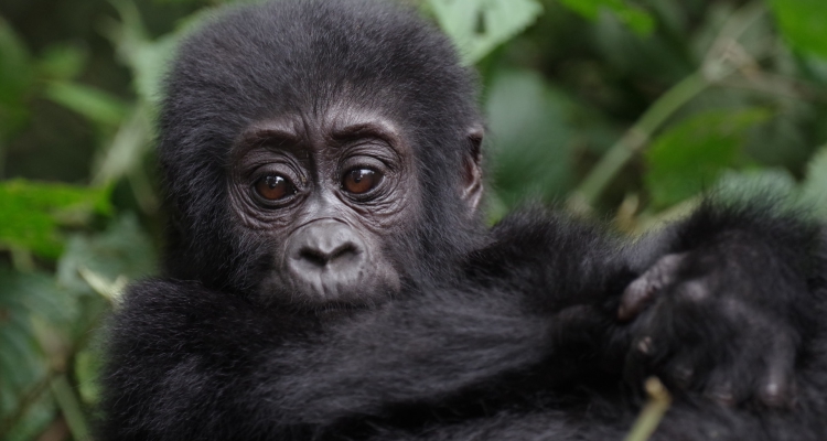 Queen Elizabeth National Park Luxury Safari Experience
