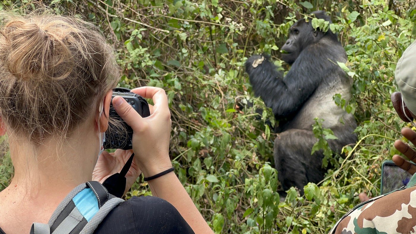 In some situations, curious gorillas may choose to approach visitors. When this occurs, traveler
