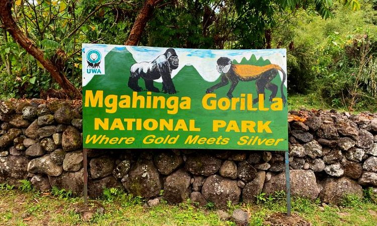 Mgahinga Gorilla National Park offers a quieter and more exclusive alternative for senior travelers seeking a less crowded gorilla trekking experience