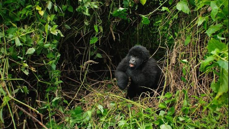 Gorilla Family in Virunga Forest