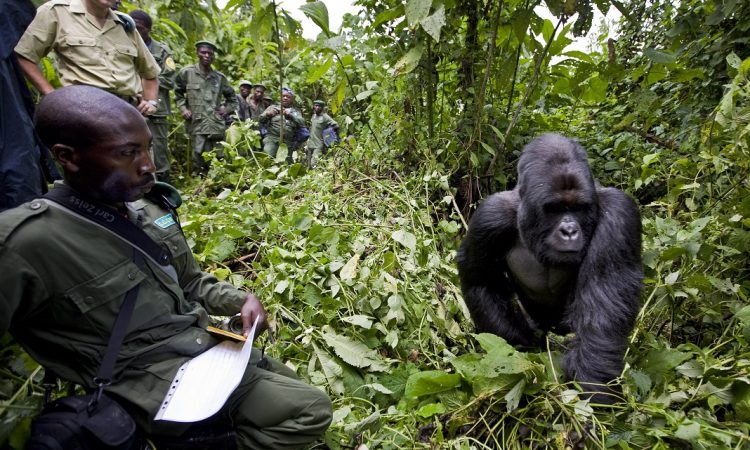 Mountain Gorilla Trekking in Virunga National Park