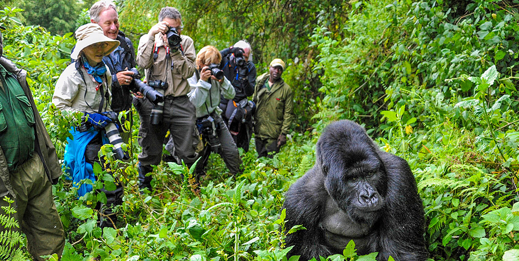 For many travelers, mountain gorilla trekking is the defining feature of a Rwanda luxury safari experience. Located within Volcanoes National Park, Rwanda’s mountain gorillas attract visitors from around the world seeking one of the most extraordinary wildlife encounters available anywhere on Earth.