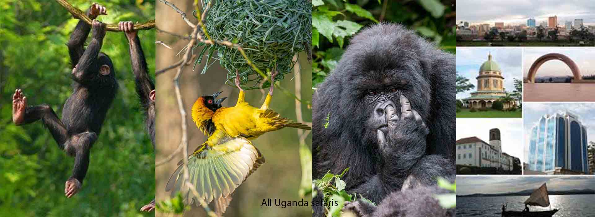 Multi-Country Luxury Gorilla Safari