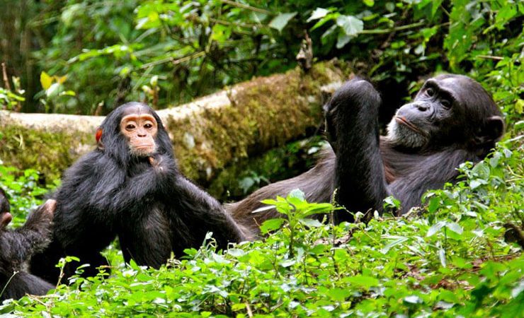 Nyungwe National Park offers another unique dimension to