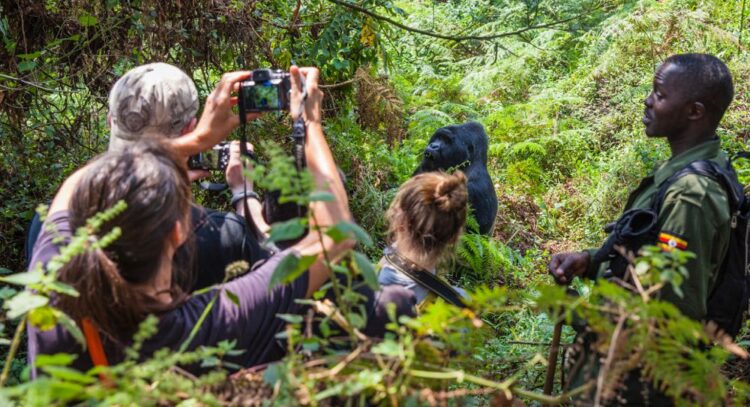 Photography-Focused Gorilla