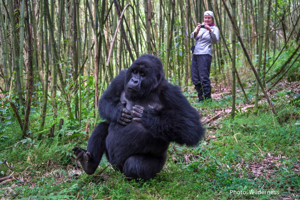 Many photographers benefit from working alongside guides who understand wildlife photography and gorilla behavior. Luxury Gorilla Safaris for Photographers can include photography-focused guides who assist with positioning, lighting considerations, subject behavior, and timing opportunities. This support significantly
