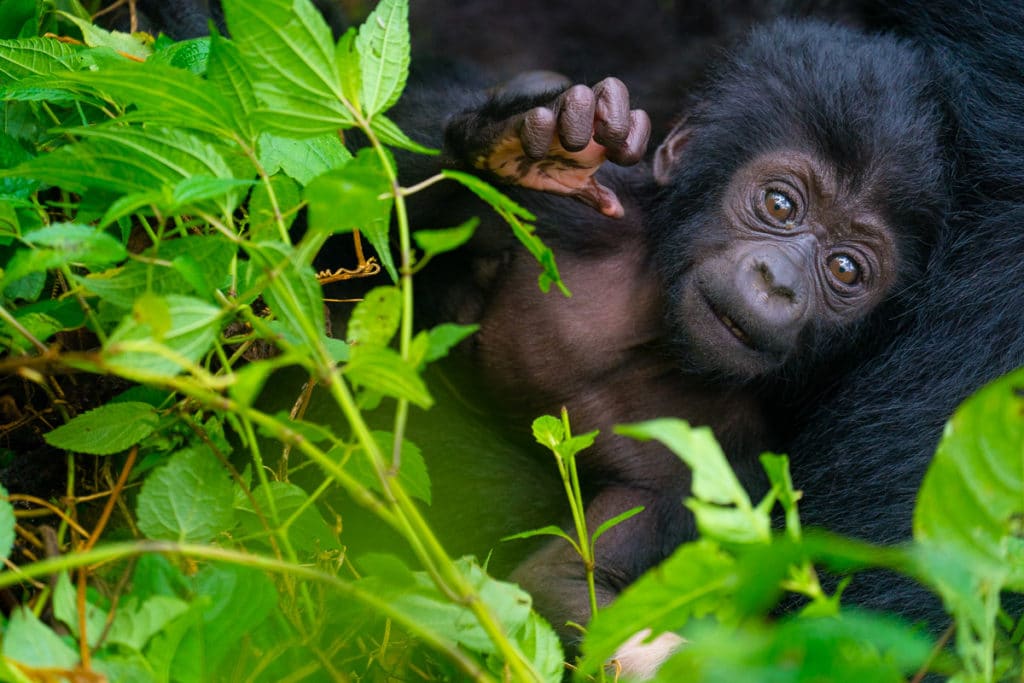 Photography plays an important role in What to Expect on a Luxury Gorilla Safari. Mountain gorillas are highly expressive animals, providing exceptional opportunities for wildlife photography and storytelling.